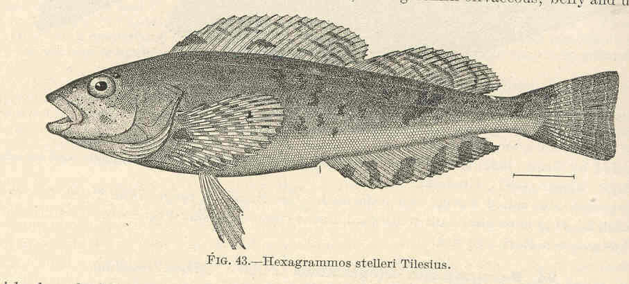 Imagem de Hexagrammidae
