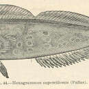 Image of Rock greenling