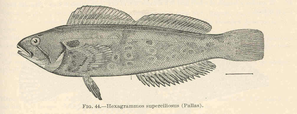 Imagem de Hexagrammidae