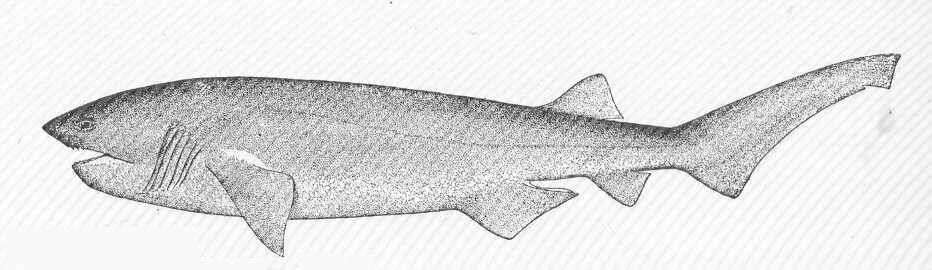 Image of cow sharks