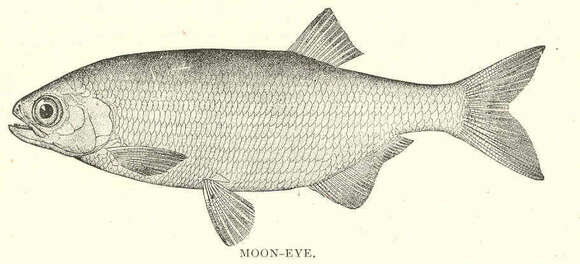Image of mooneyes