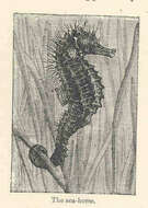 Image of pipefishes and seahorses