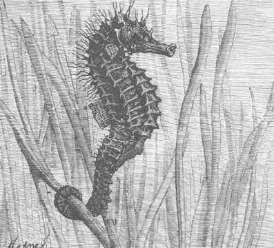 Image of pipefishes and seahorses