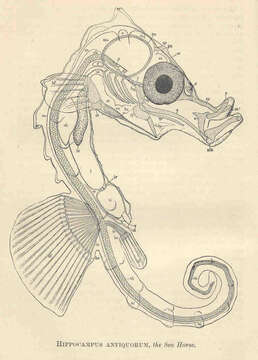 Image of seahorses