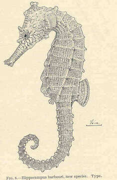 Image of seahorses