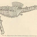 Image of Fisher's Seahorse