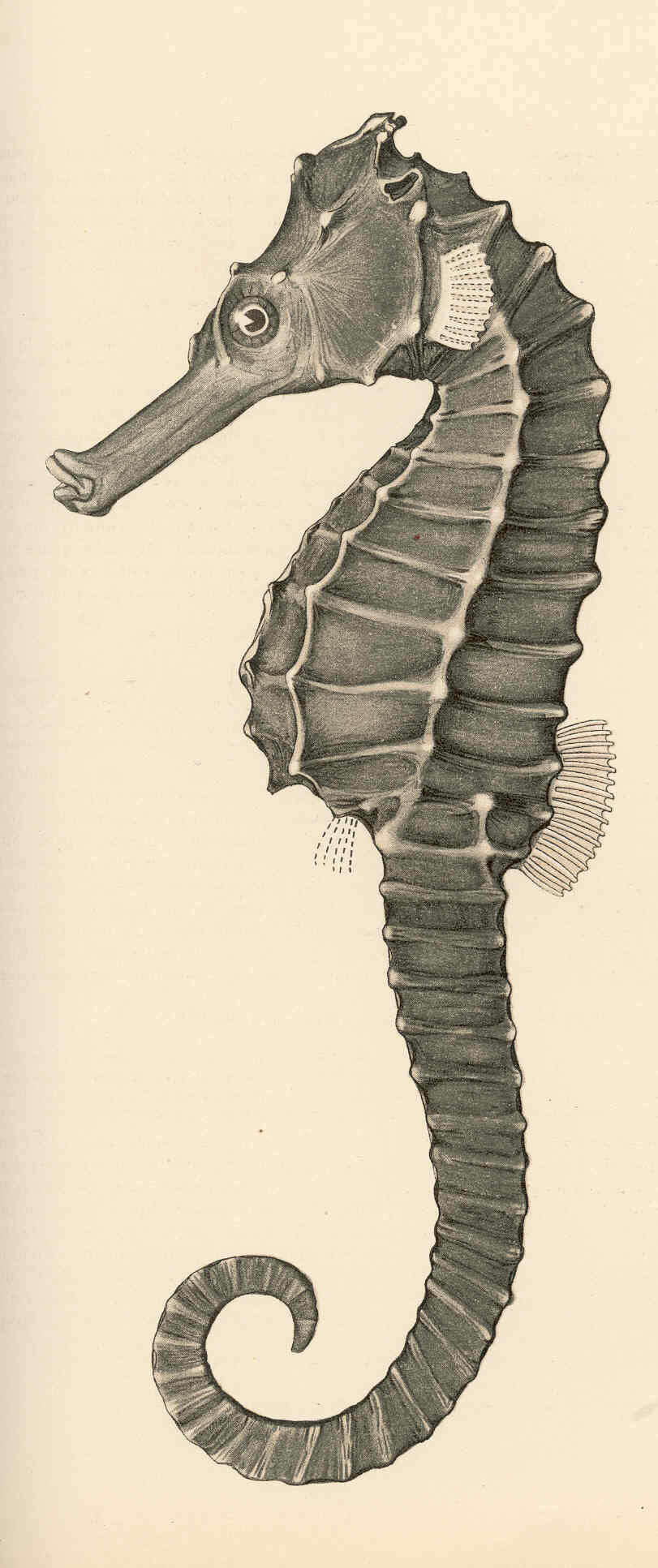 Image of pipefishes and seahorses