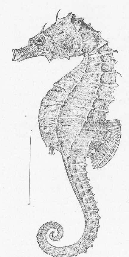 Image of pipefishes and seahorses