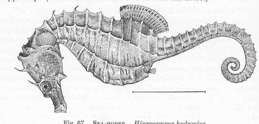 Image of pipefishes and seahorses