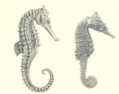 Image of pipefishes and seahorses