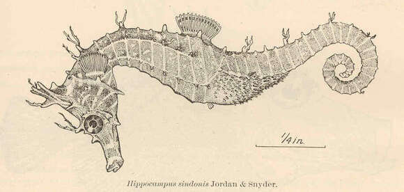 Image of seahorses