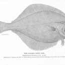 Слика од Hippoglossoides elassodon Jordan & Gilbert 1880