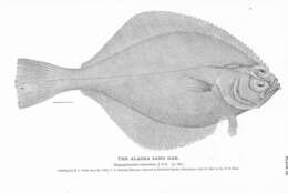 Image of Hippoglossoides