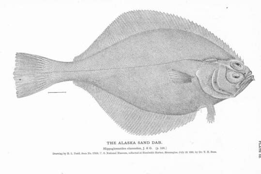 Image de Hippoglossoides