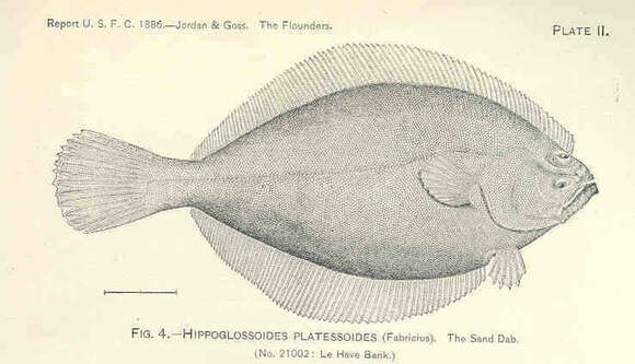 صورة Hippoglossoides