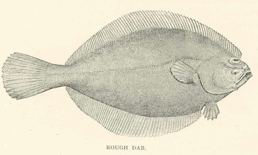 Image of righteye flounders