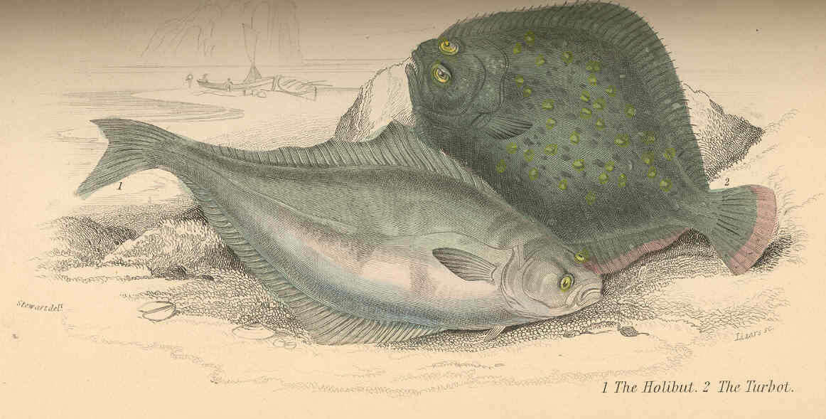 Image of Hippoglossus