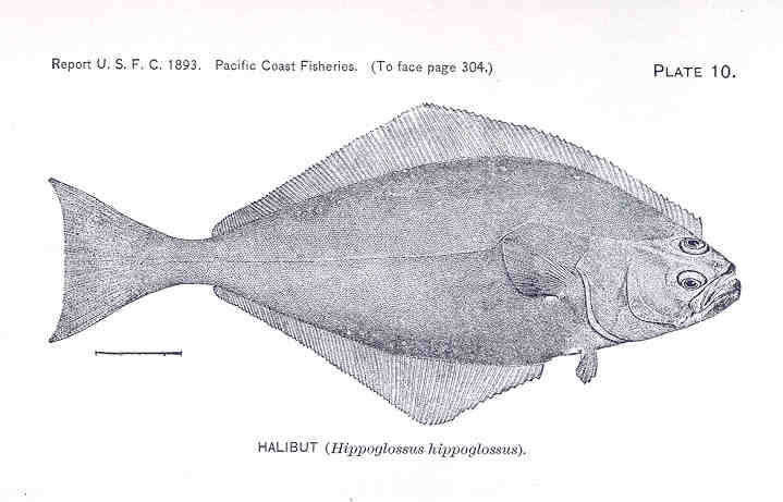 Image of Hippoglossus