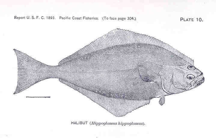 Plancia ëd Hippoglossus