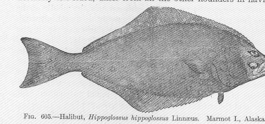 Image of Hippoglossus