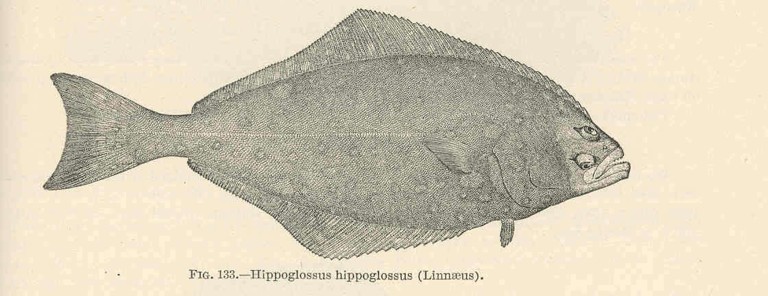 Image of Hippoglossus