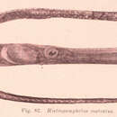 Image of Knife-snouted pipefish