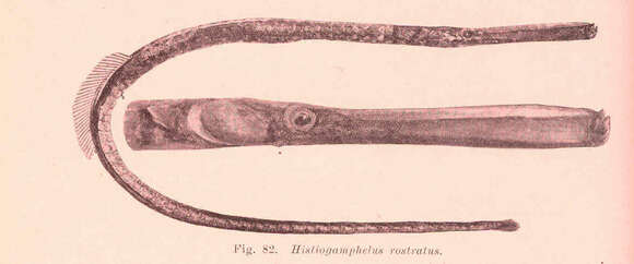 صورة Hypselognathus