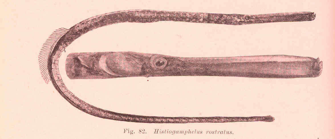 Image of Hypselognathus