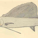 Image of Atlantic sailfish