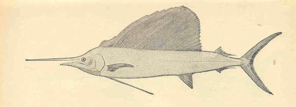 Image of Sailfishes