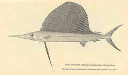 Image of Sailfishes