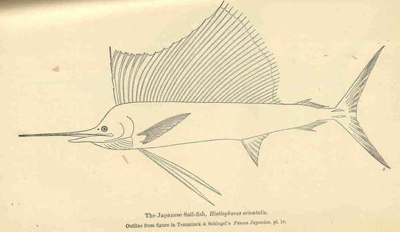 Image of Sailfishes