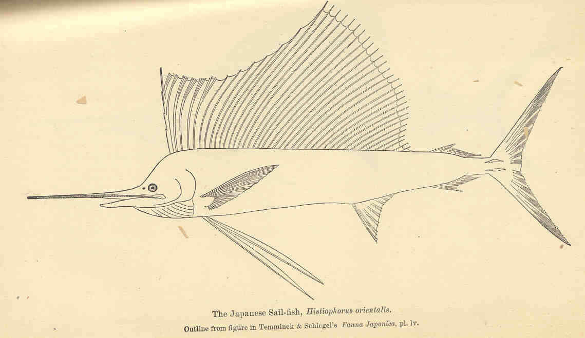 Image of Sailfishes