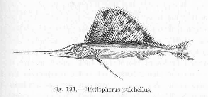 Image of Sailfishes