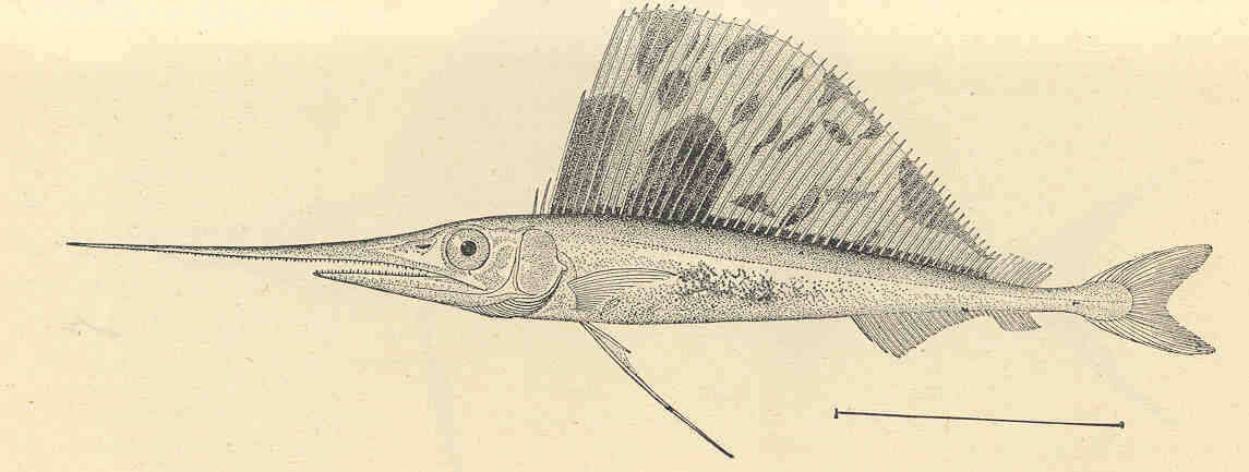 Image of Sailfishes