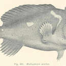 Image of Smooth anglerfish