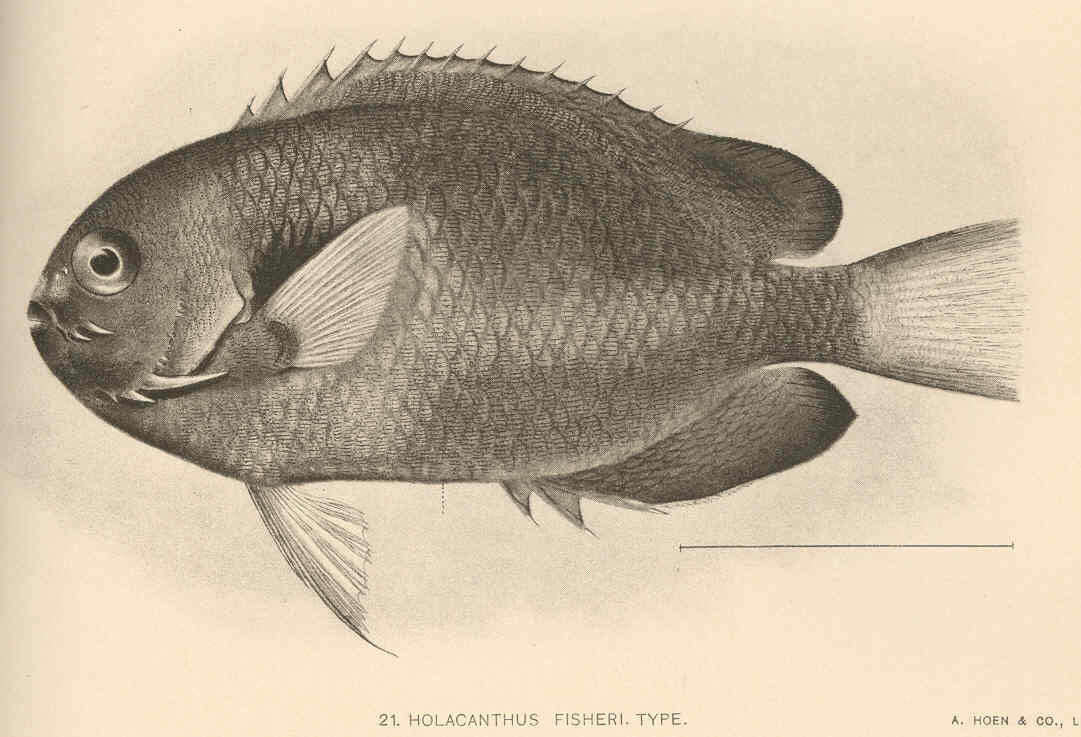 Image de Centropyge fisheri (Snyder 1904)