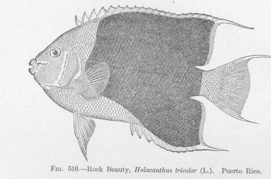 صورة Holacanthus tricolor (Bloch 1795)