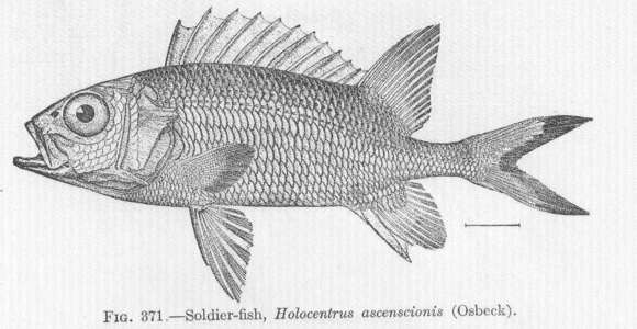 Plancia ëd Holocentrus adscensionis (Osbeck 1765)