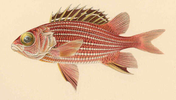 Image of Crown Squirrelfish