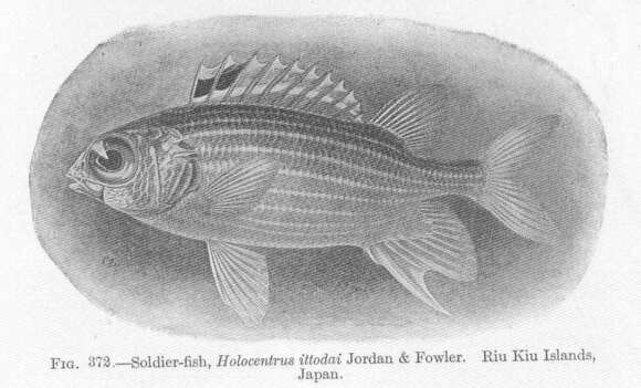 صورة Sargocentron ittodai (Jordan & Fowler 1902)