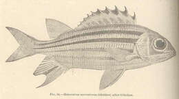 Слика од Sargocentron ittodai (Jordan & Fowler 1902)