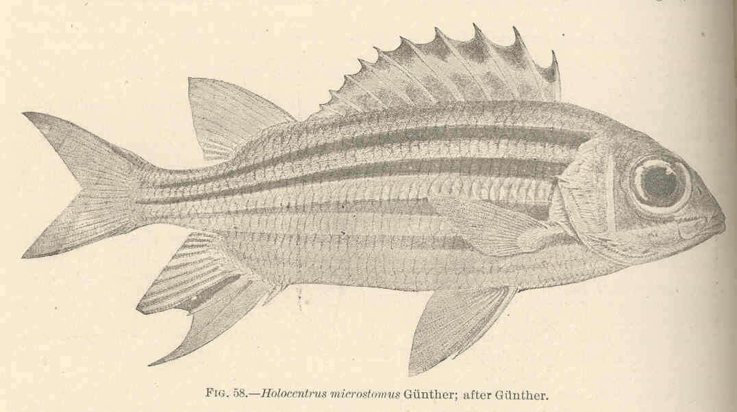 Слика од Sargocentron ittodai (Jordan & Fowler 1902)