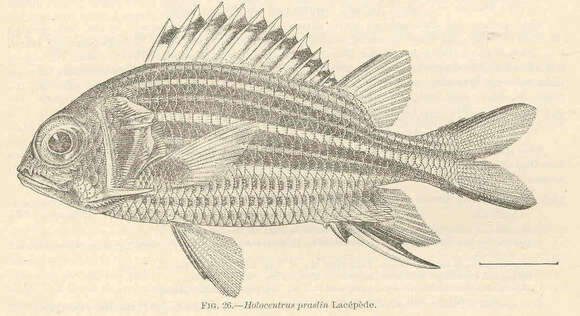Image of Holocentrus