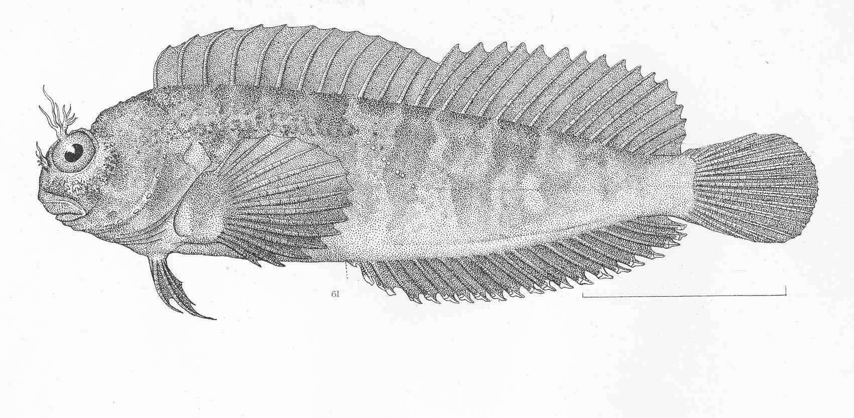 Image of Hypsoblennius