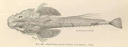 صورة Hoplichthys