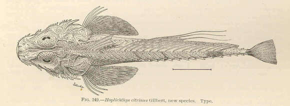 Image of Hoplichthys