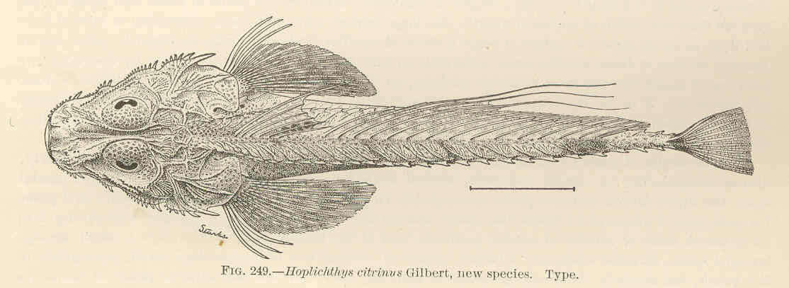 Plancia ëd Hoplichthys