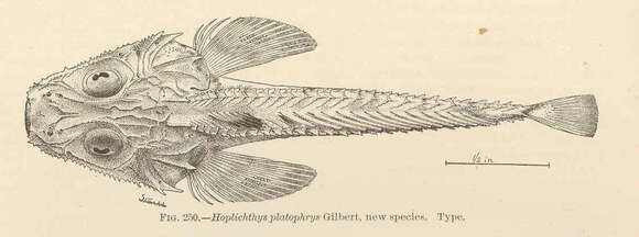 Image of Hoplichthys
