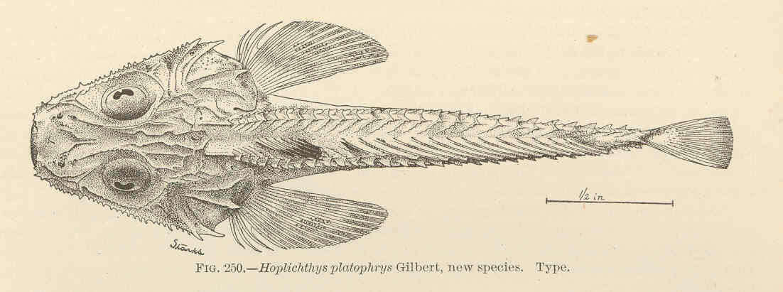 صورة Hoplichthys